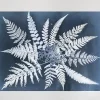 Fine Little Day Julisteet^Fern star -juliste, 40 x 50 cm