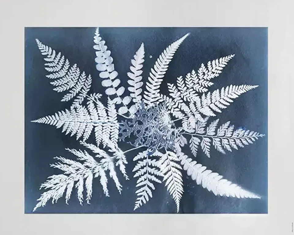 Fine Little Day Julisteet^Fern star -juliste, 40 x 50 cm