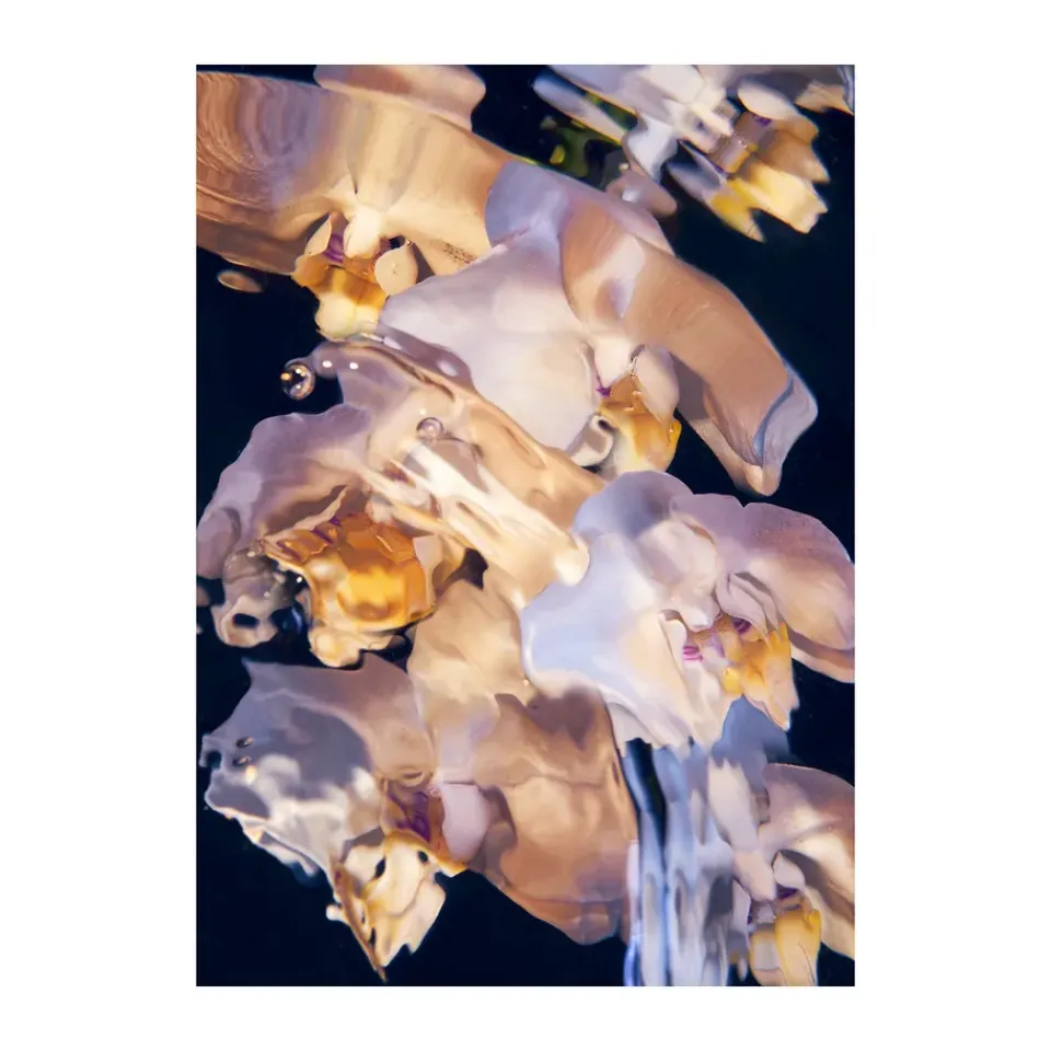 Paper Collective Julisteet^Flora Aquatica 01 juliste, 30x40 cm