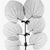Fine Little Day Julisteet^Katsura juliste, 70 x 100 cm