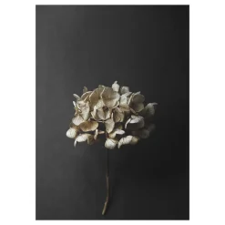 Paper Collective Julisteet^Still Life 04 Hydrangea juliste, 30x40 cm